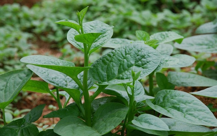 Phụ nữ sau sinh nên ăn rau gì